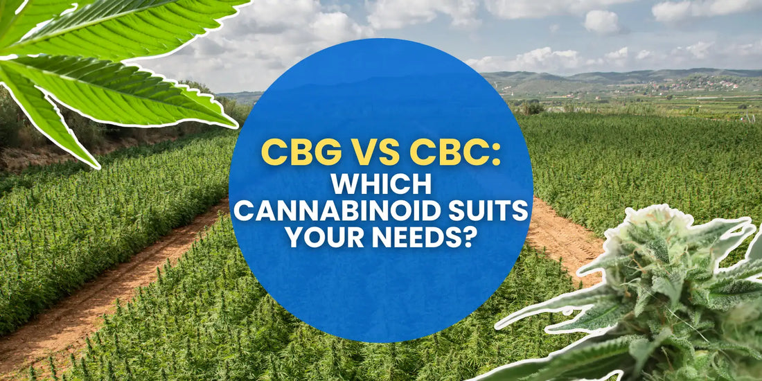 CBG vs CBC: Which Cannabinoid Suits Your Needs?