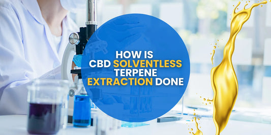 How Is CBD Solventless Terpene Extraction Done