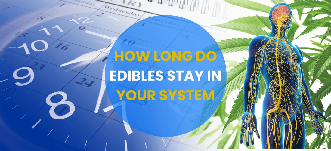 How Long Do Edibles Stay In Your System?
