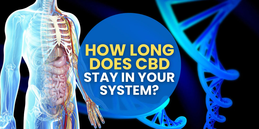 How Long CBD Stays in Your System: Everything You Need to Know