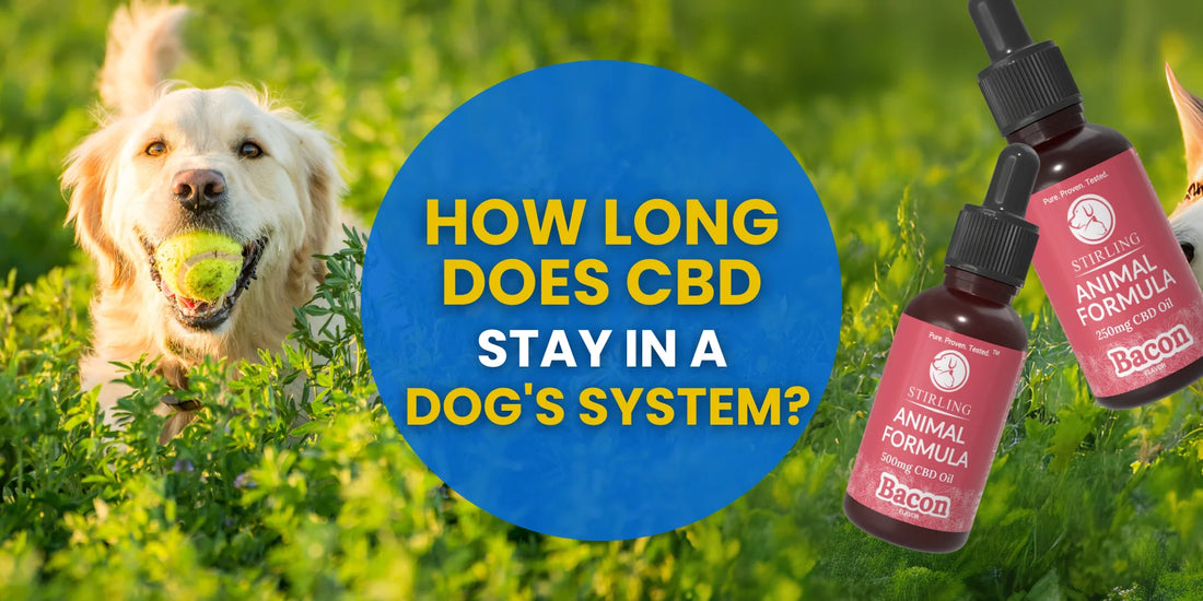 How Long Does CBD Stay in a Dog’s System?