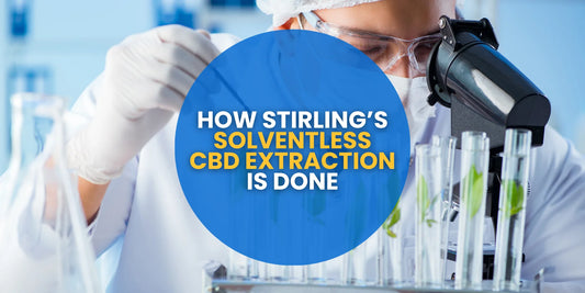 How Stirling’s Solventless CBD Extraction Is Done