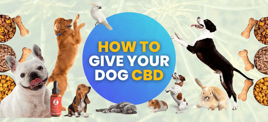 How to Give CBD Oil to Dogs