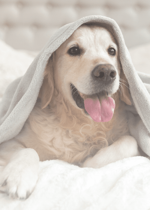 cute dog under a blanket