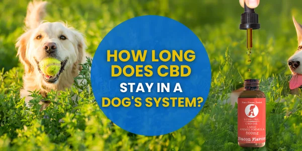 How Long Does CBD Stay in a Dog's System? – Stirling Professional