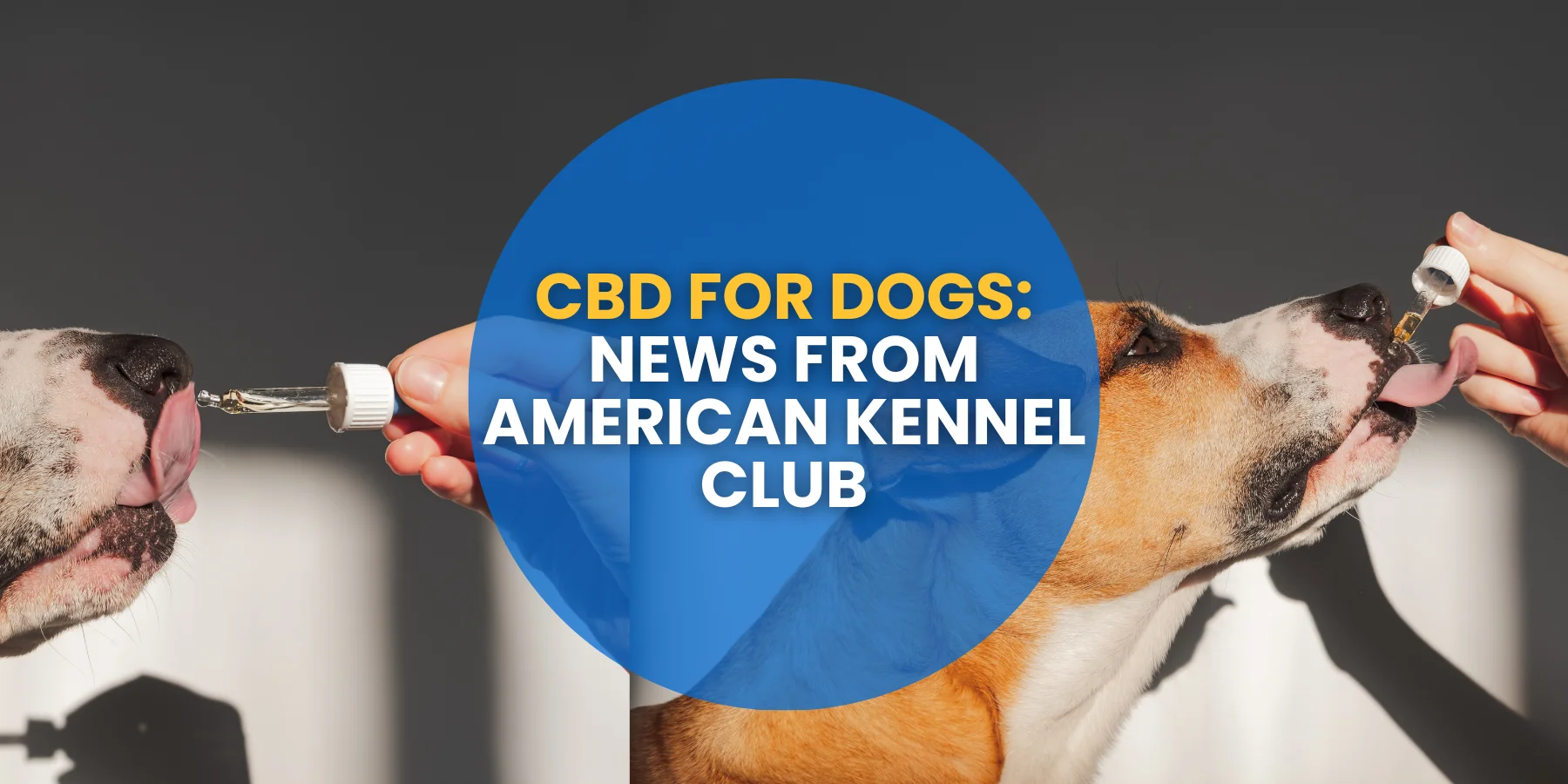 CBD for Dogs: News from American Kennel Club