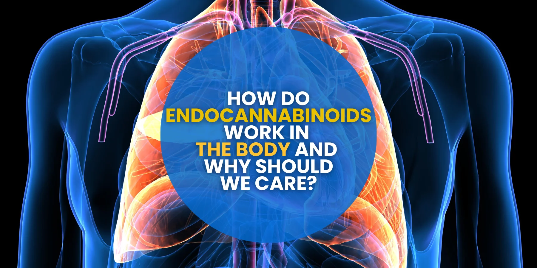 How do endocannabinoids work in the body and why should we care?