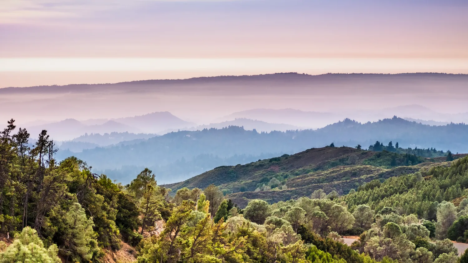 The lush, fog-draped Santa Cruz Mountains where Stirling was founded